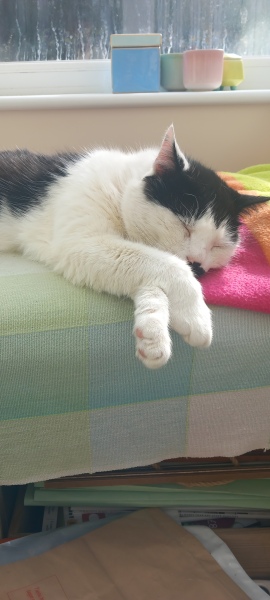 Carry On Catting - the Excellent Cats do what they do best