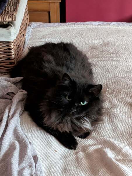 Carry On Catting - the Excellent Cats do what they do best