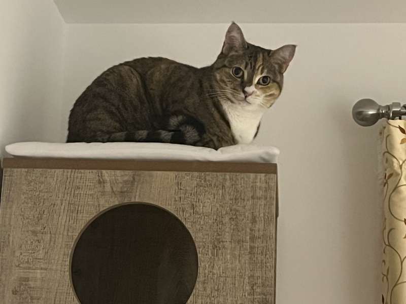 Carry On Catting - the Excellent Cats do what they do best