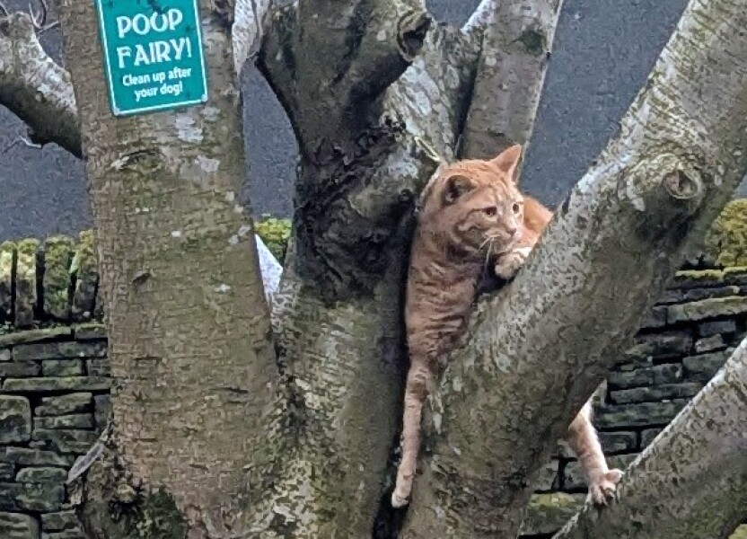 Carry On Catting - the Excellent Cats do what they do best