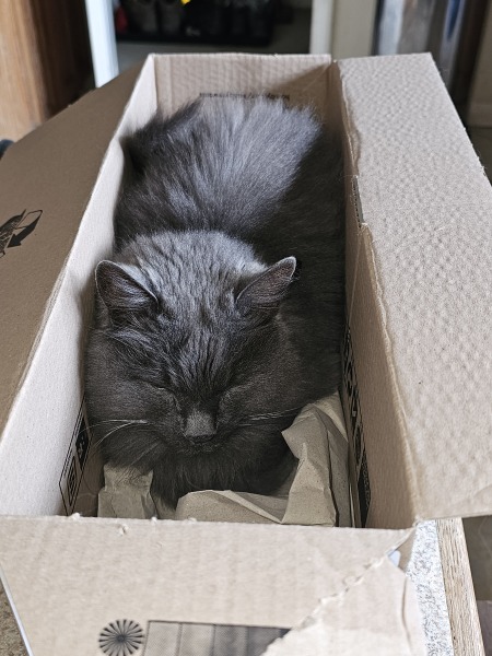 Thread 46 Starmer: Meloj kaj kastoroj sur monbiletoj, arbaro de kolero