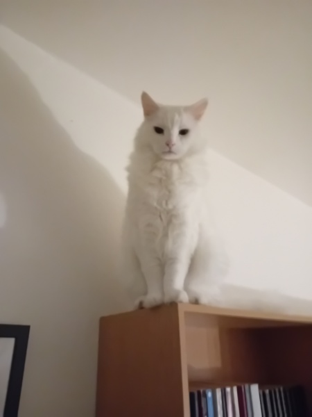 Carry On Catting - the Excellent Cats do what they do best