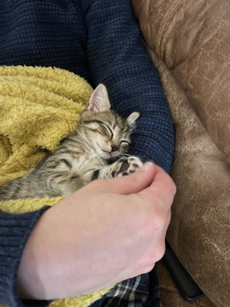 Settling room for new kitten