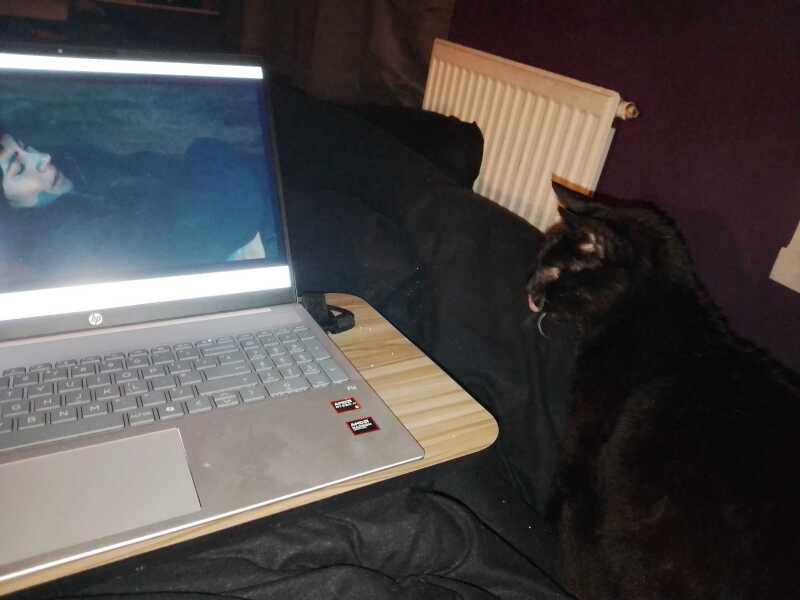 Carry On Catting - the Excellent Cats do what they do best