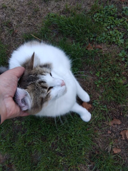 For the love of ferals.