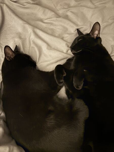 Cats with thumbs!