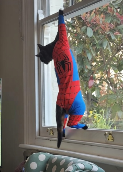 Woolly Hugs. A blanket for lovely wafflenose who has tragically lost her daughter. Can you help us please?