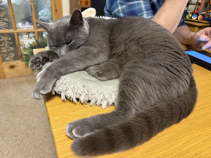 Carry On Catting - the Excellent Cats do what they do best