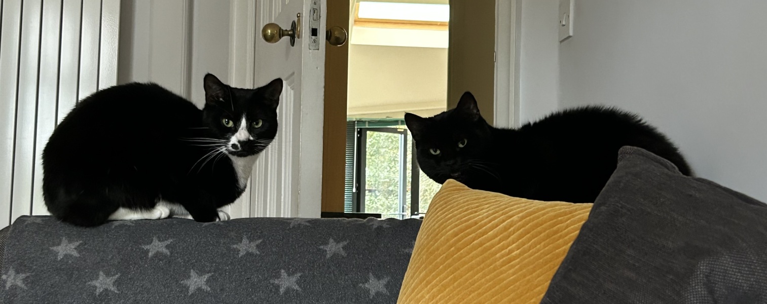 Carry On Catting - the Excellent Cats do what they do best