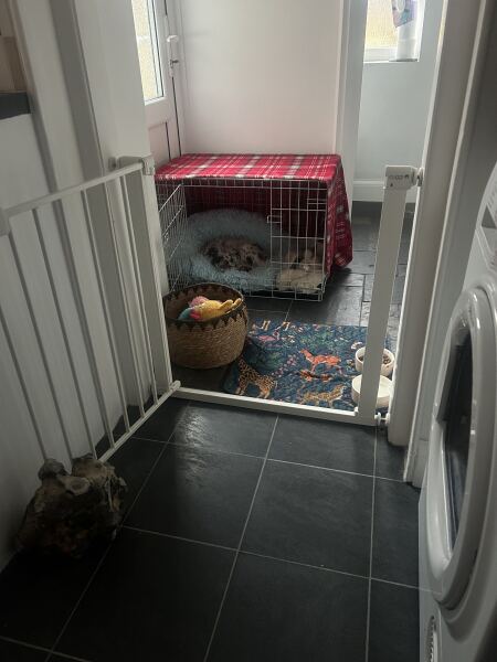 Puppy Survival Thread Autumn 2025 - all welcome!