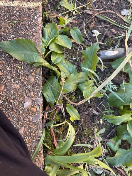 Is this a weed?