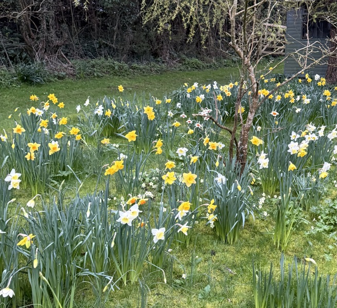 Tulip bulbs - plant BEFORE or AFTER the first frost?