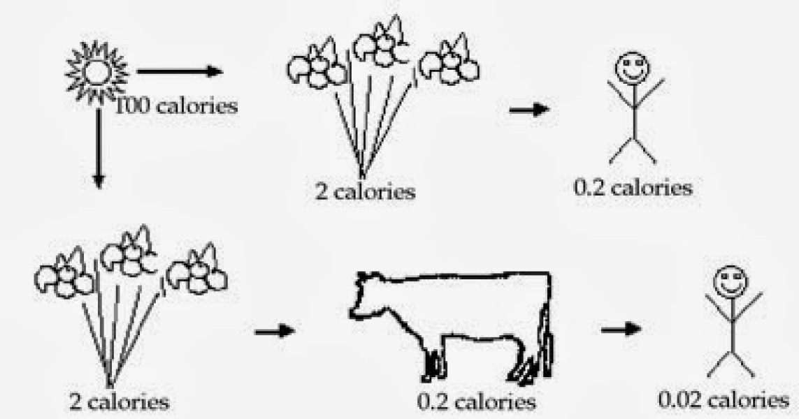 To feel guilted into being vegan??? AIBU?