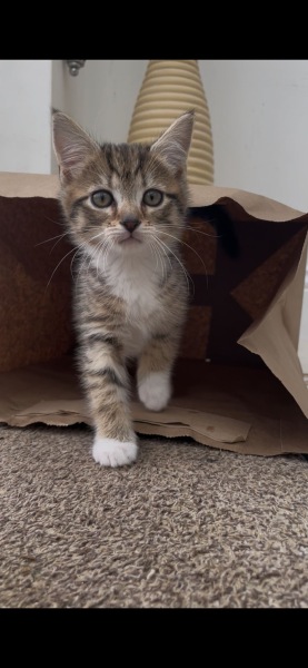 Settling room for new kitten
