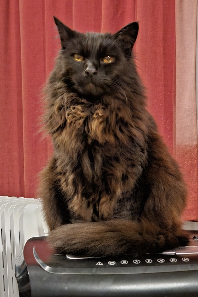 Carry On Catting - the Excellent Cats do what they do best