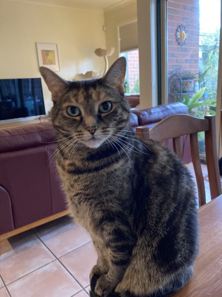 Carry On Catting - the Excellent Cats do what they do best