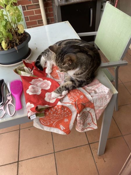 Carry On Catting - the Excellent Cats do what they do best