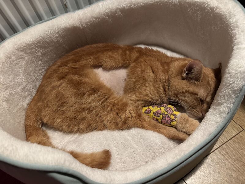 Carry On Catting - the Excellent Cats do what they do best