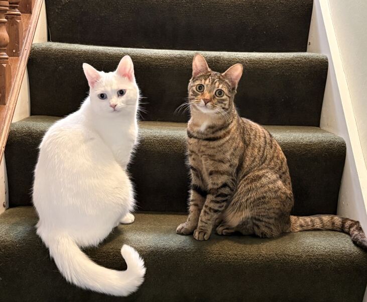 Carry On Catting - the Excellent Cats do what they do best