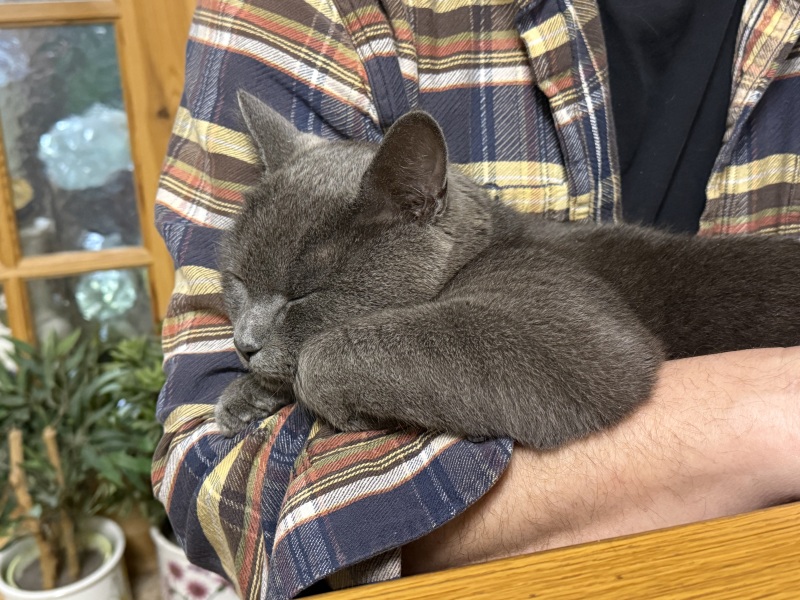 Carry On Catting - the Excellent Cats do what they do best