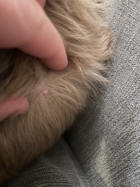 Weird growths on dog.