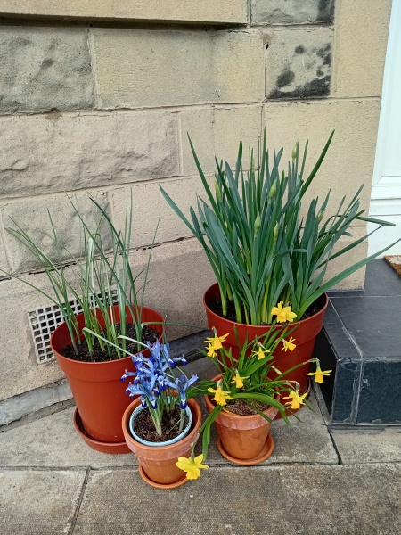 Tulip bulbs - plant BEFORE or AFTER the first frost?