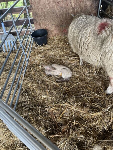 Year round Nigel Slater discussion thread - Part 3