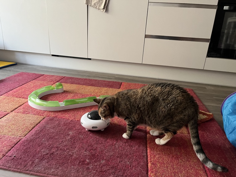 Carry On Catting - the Excellent Cats do what they do best