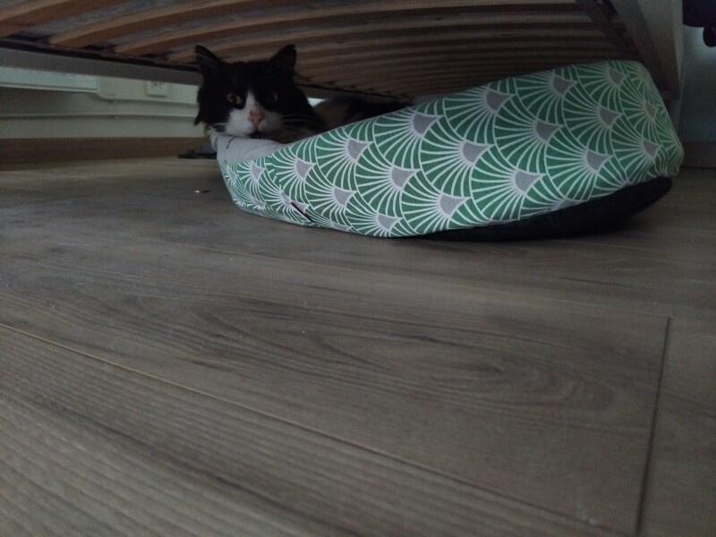 For the love of ferals.