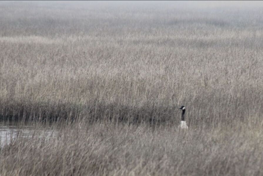 Year round Nigel Slater discussion thread - Part 3