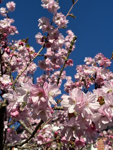 Thread 19 - TalkLair: "The light that burns twice as bright burns half as long"