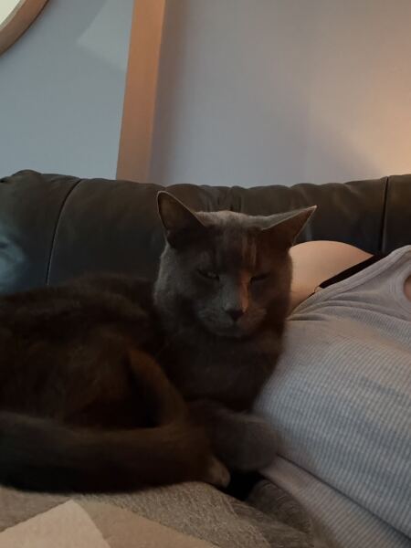 Thanks for the cat photos!