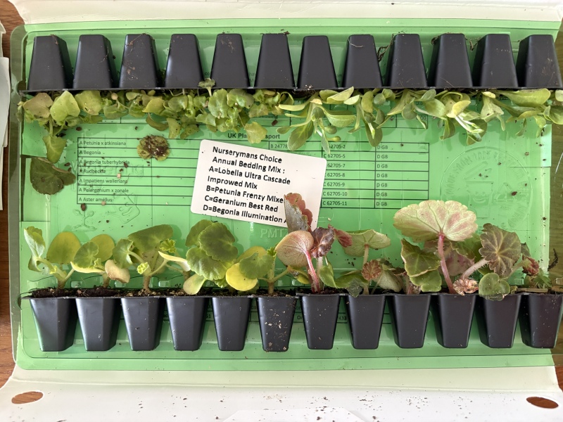 What have you done in the garden today? Part 8