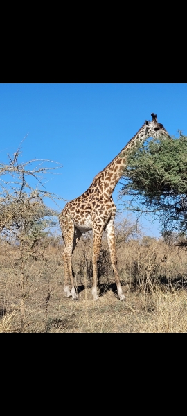 Safari next October - where do I start?
