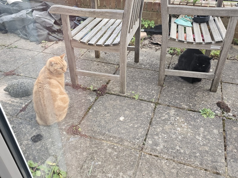 Carry On Catting - the Excellent Cats do what they do best