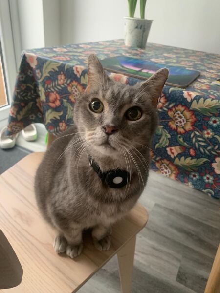 Show me your old cats.