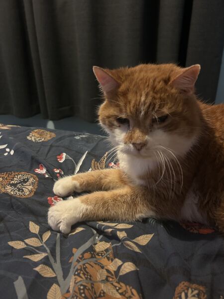 Thanks for the cat photos!