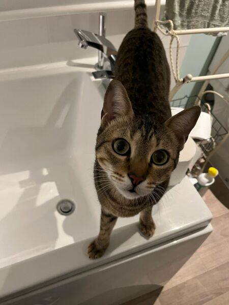 Thanks for the cat photos!