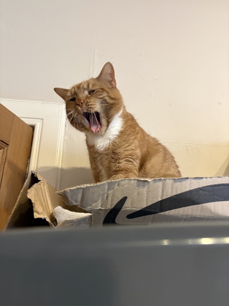 Guilt about adopting kittens after losing my soul cat