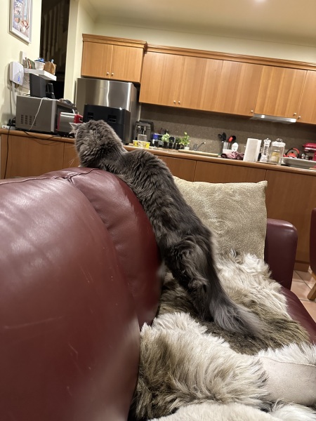 Carry On Catting - the Excellent Cats do what they do best