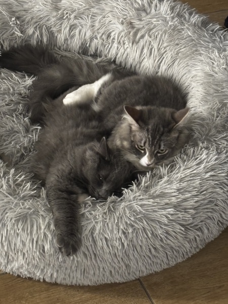 Thanks for the cat photos!