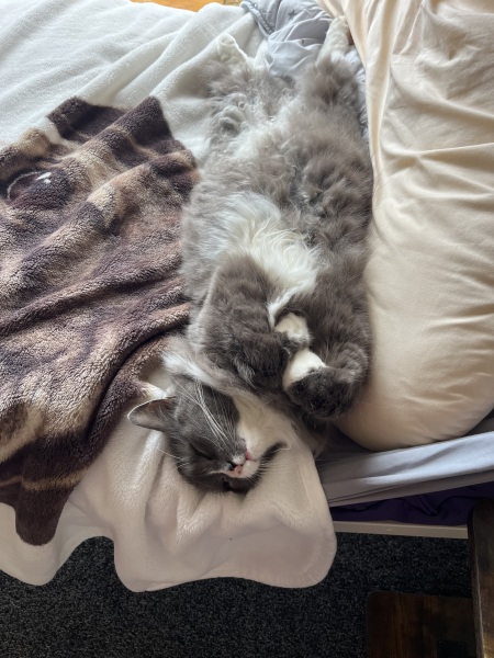 Thread 46 Starmer: Meloj kaj kastoroj sur monbiletoj, arbaro de kolero