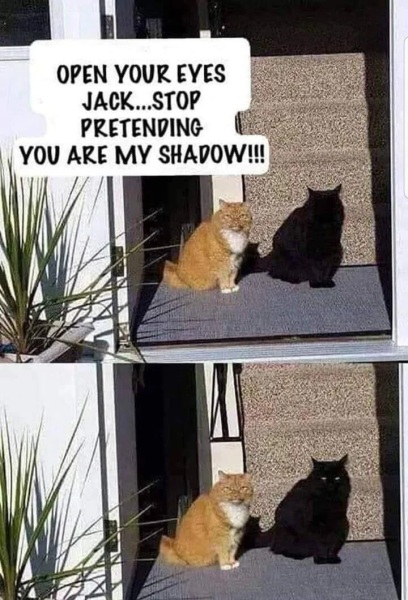 Thread 46 Starmer: Meloj kaj kastoroj sur monbiletoj, arbaro de kolero