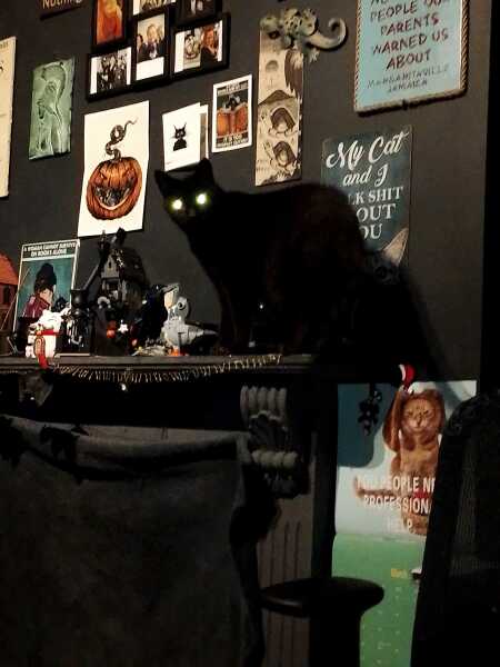 Carry On Catting - the Excellent Cats do what they do best