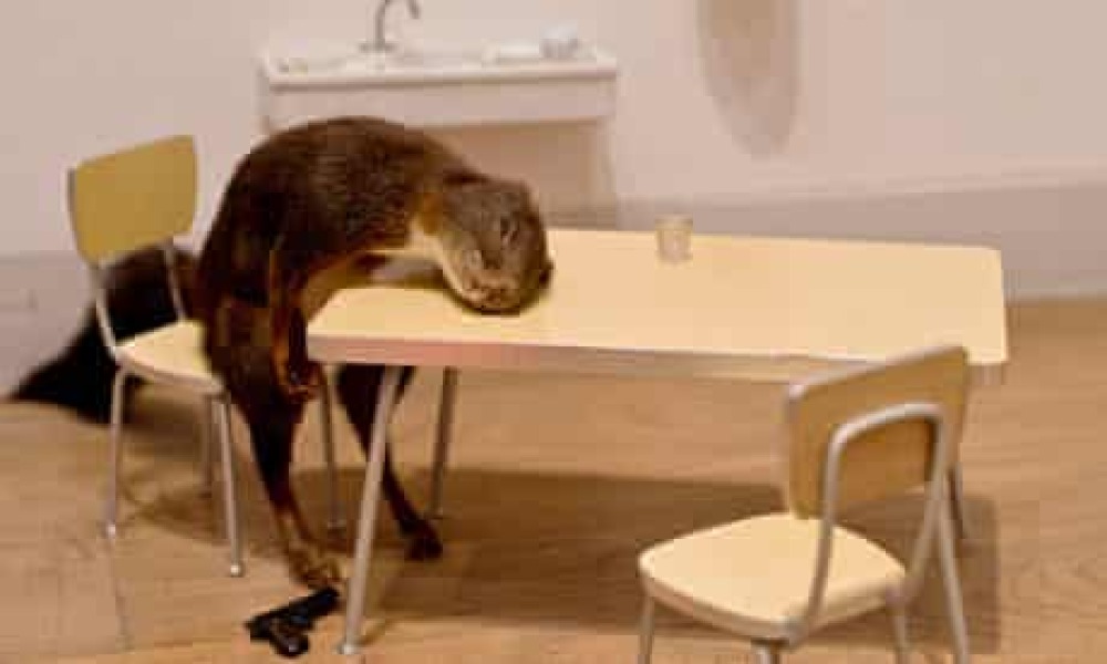 Thread 46 Starmer: Meloj kaj kastoroj sur monbiletoj, arbaro de kolero