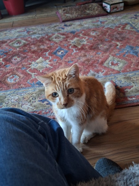 Show me your old cats.