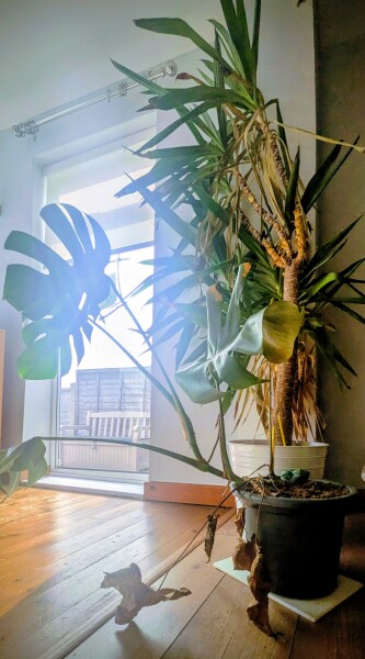 What can I use to support this Monstera?