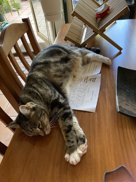 Carry On Catting - the Excellent Cats do what they do best