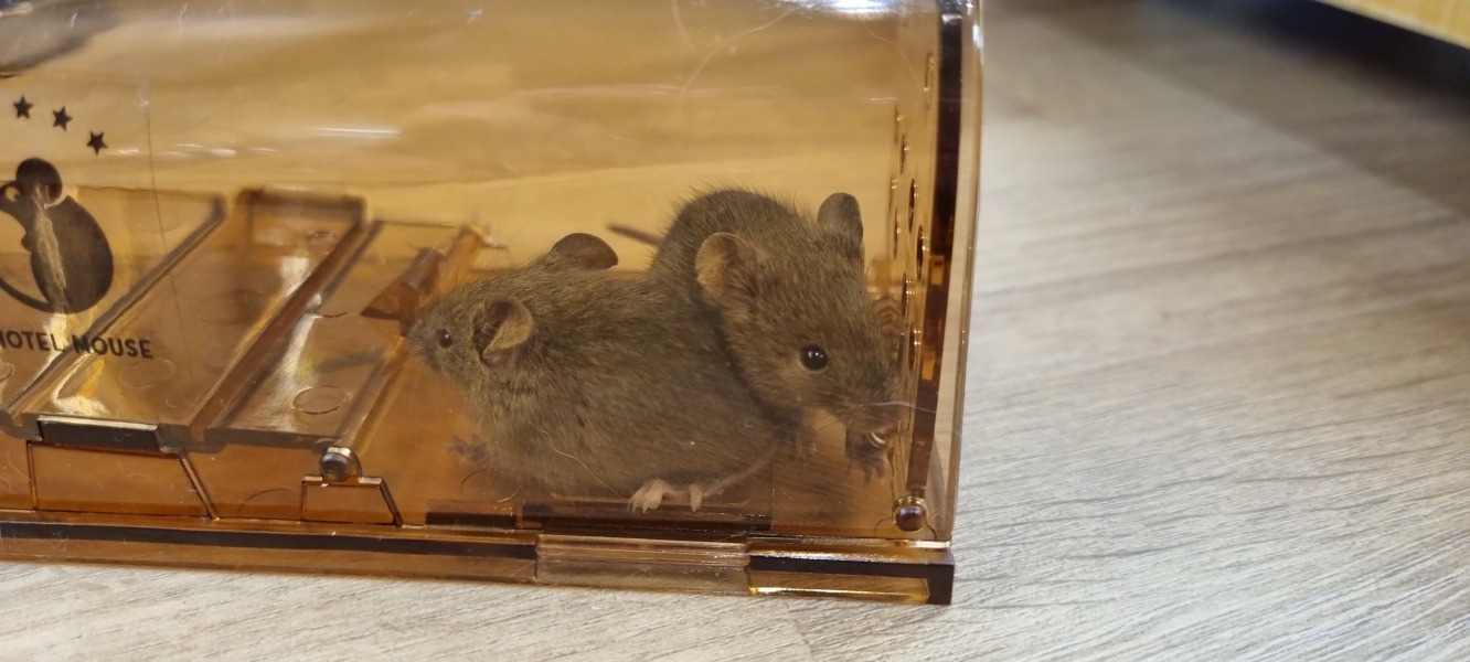 Mouse or rat?!