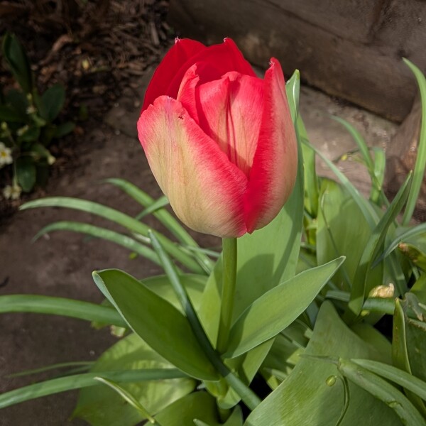 What have you done in the garden today? Part 8